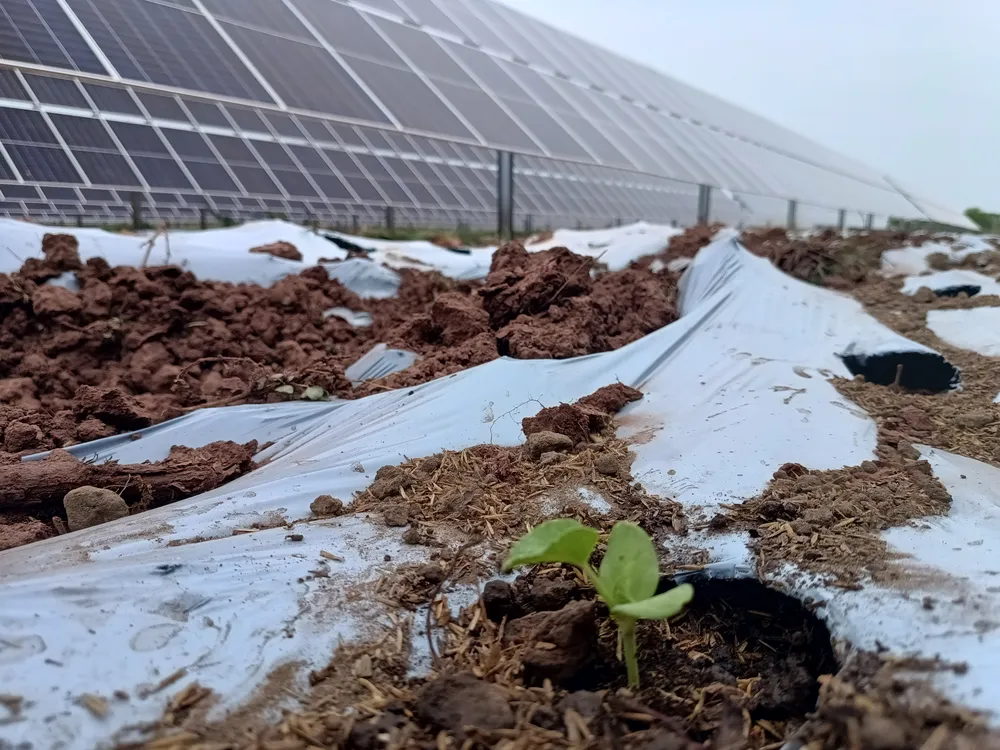 Agrovoltaica: cultivando energía y sostenibilidad
